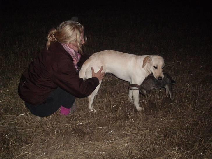 Labrador retriever Cleo - 7/9-10 . så flot :* billede 13