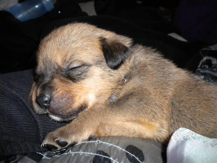 Blanding af racer Balo - Du er så dejlig billede 9