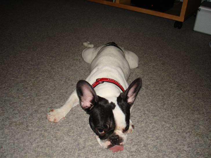 Fransk bulldog kiki .Rip. billede 16