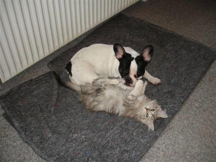 Fransk bulldog kiki .Rip. billede 17