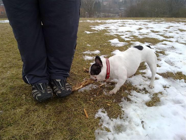 Fransk bulldog kiki .Rip. billede 18