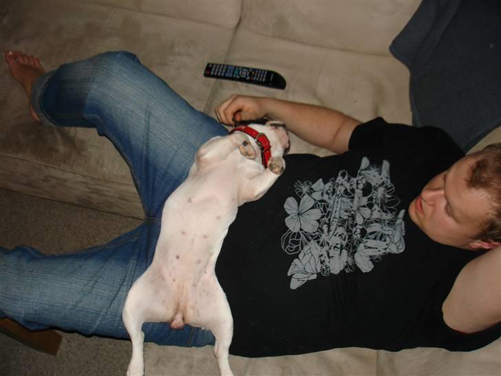 Fransk bulldog kiki .Rip. billede 20