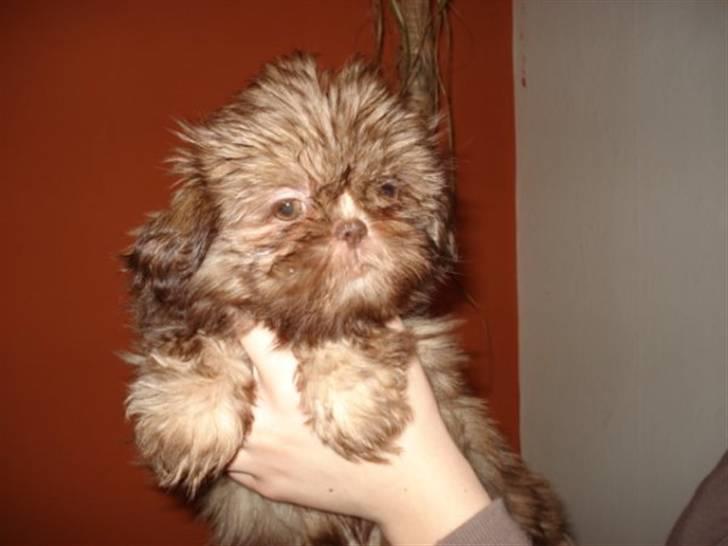 Shih tzu Valentina (Kaldt Kiko) billede 10