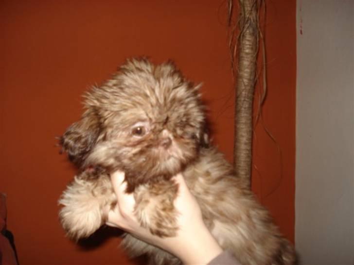 Shih tzu Valentina (Kaldt Kiko) billede 11