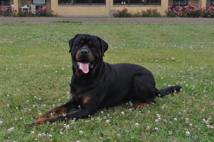 Rottweiler Von Barnewitz Blues billede 1