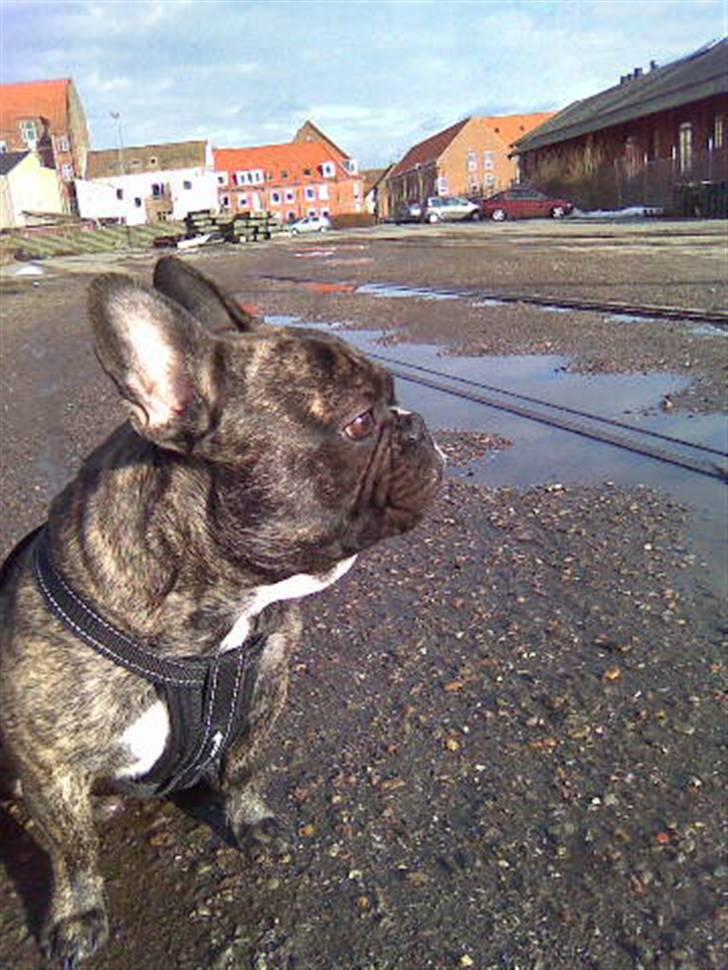Fransk bulldog Rocky Balboa billede 1