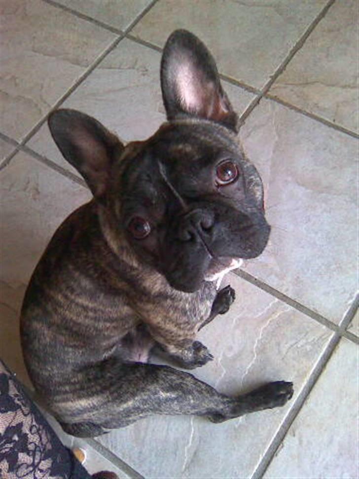 Fransk bulldog Rocky Balboa billede 2