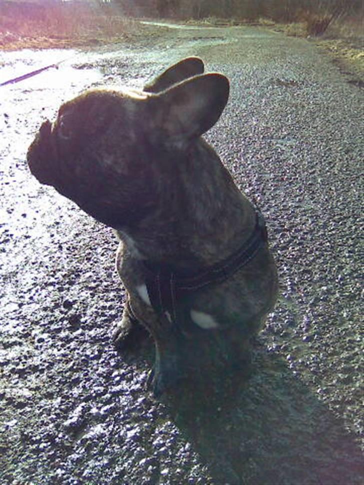 Fransk bulldog Rocky Balboa billede 3