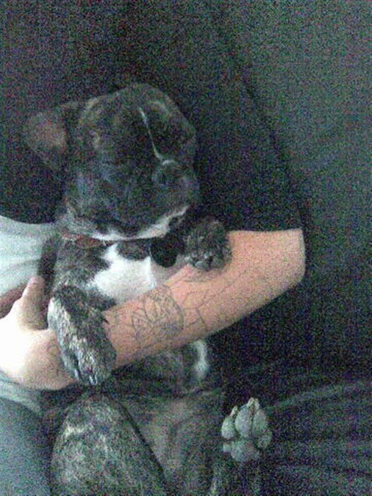 Fransk bulldog Rocky Balboa - sofahygge :D billede 4