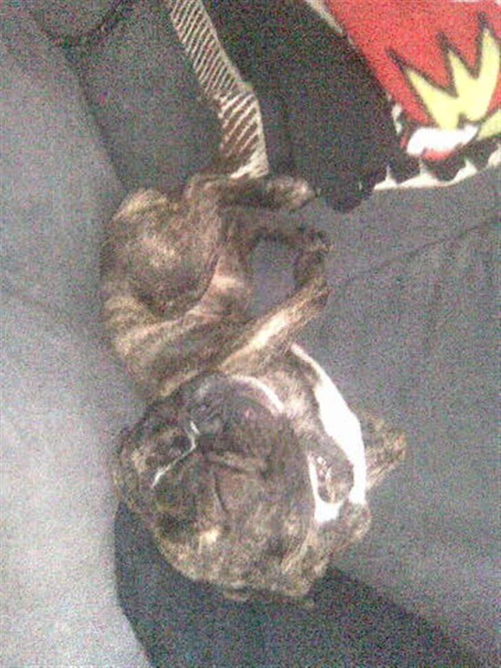 Fransk bulldog Rocky Balboa billede 5