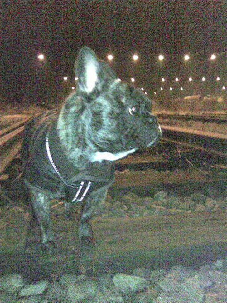 Fransk bulldog Rocky Balboa billede 6