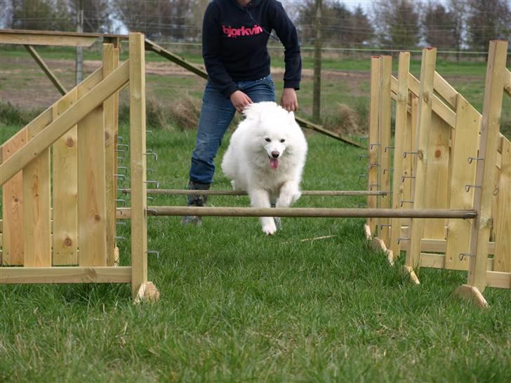 Dansk Spids Nikka billede 17