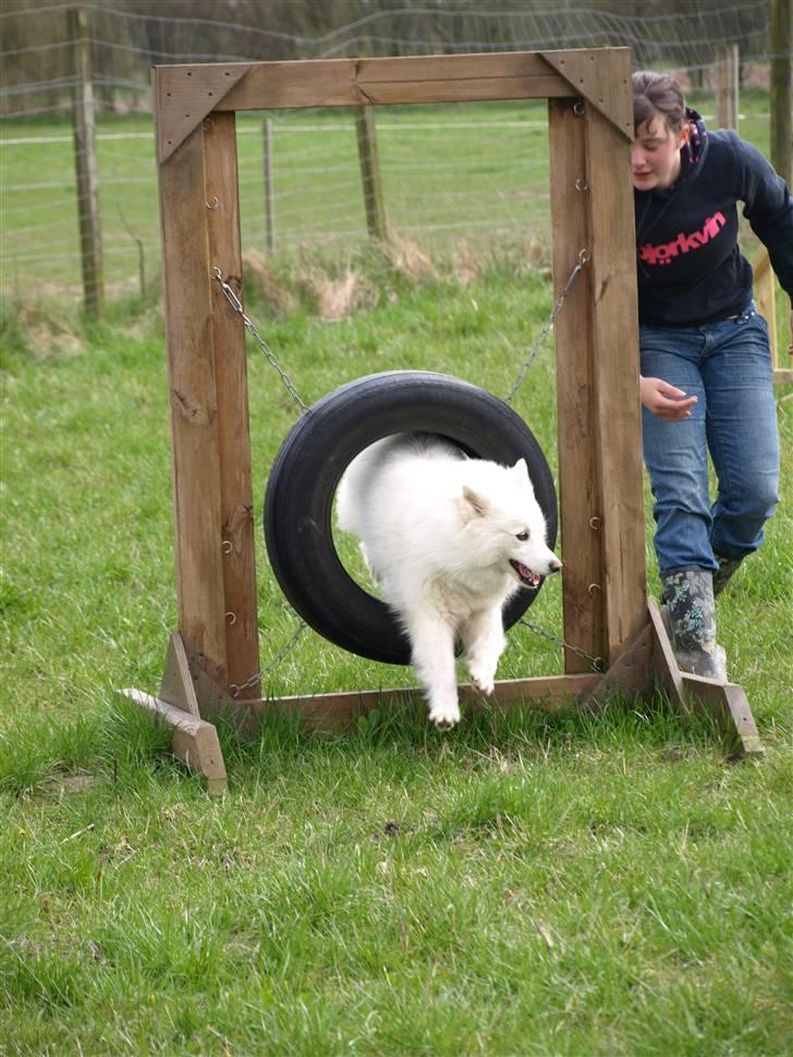 Dansk Spids Nikka billede 18