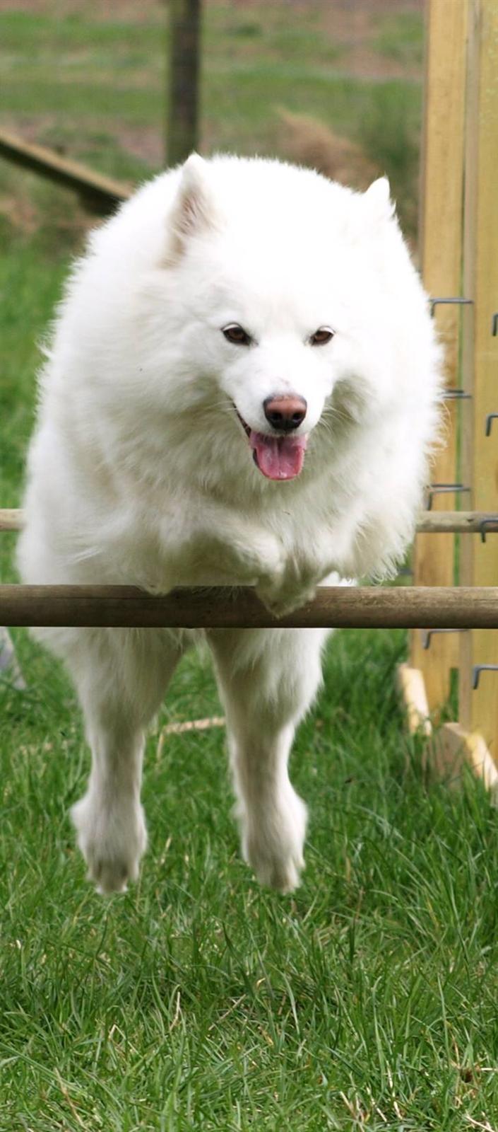 Dansk Spids Nikka billede 19