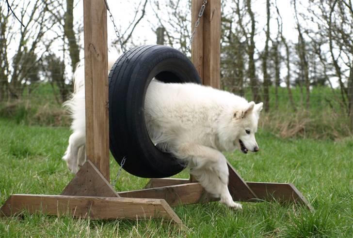 Dansk Spids Nikka billede 20
