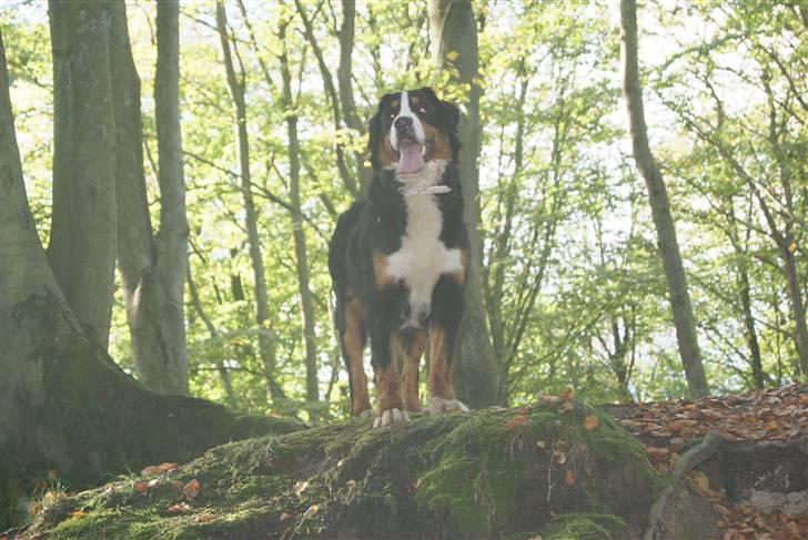 Berner sennenhund Bertha - Jeg er en stoooor hund især når jeg kravler op på en bakke :) billede 1