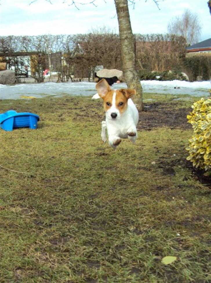 Blanding af racer Luna Sofia billede 13