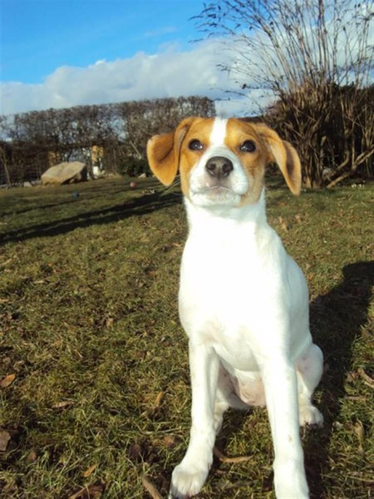 Blanding af racer Luna Sofia billede 14