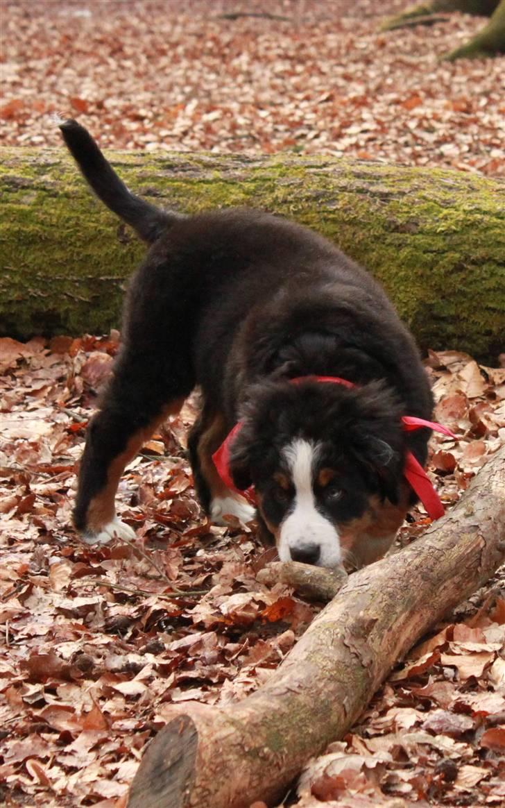 Berner sennenhund Bertha billede 3