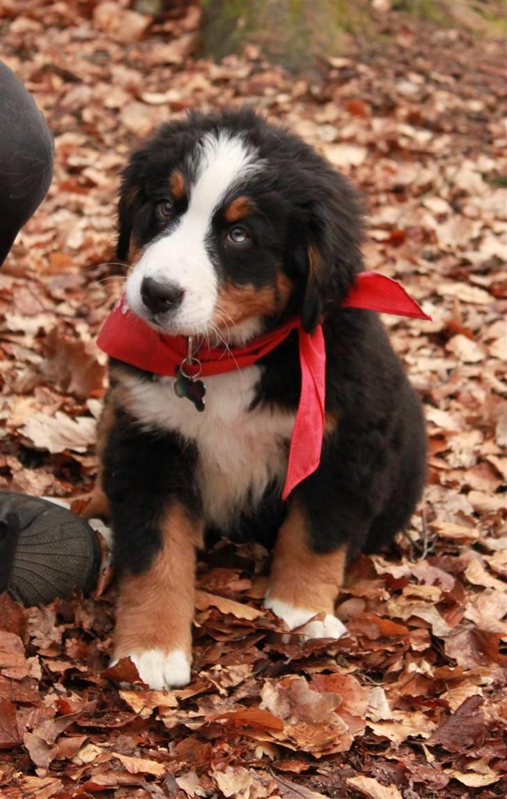 Berner sennenhund Bertha - se mit smukke øje med det blå mor siger det er ren charme billede 4