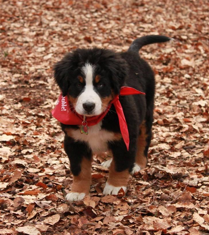 Berner sennenhund Bertha billede 5