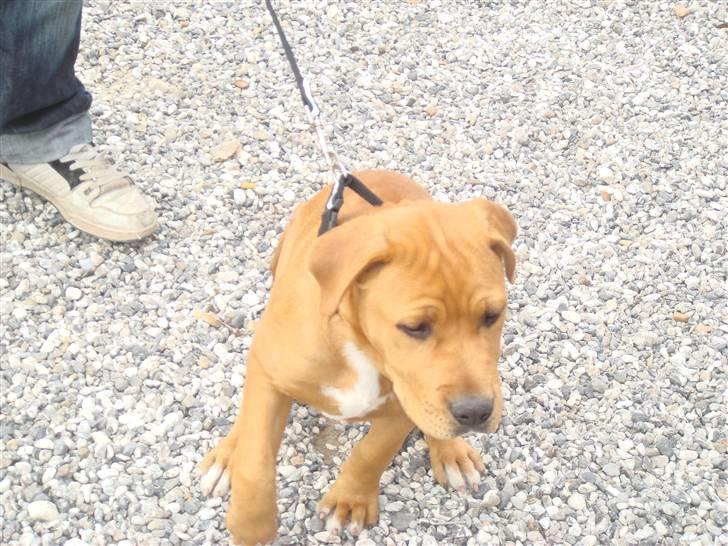 Blanding af racer R.I.P Soffi Pigen :( billede 5