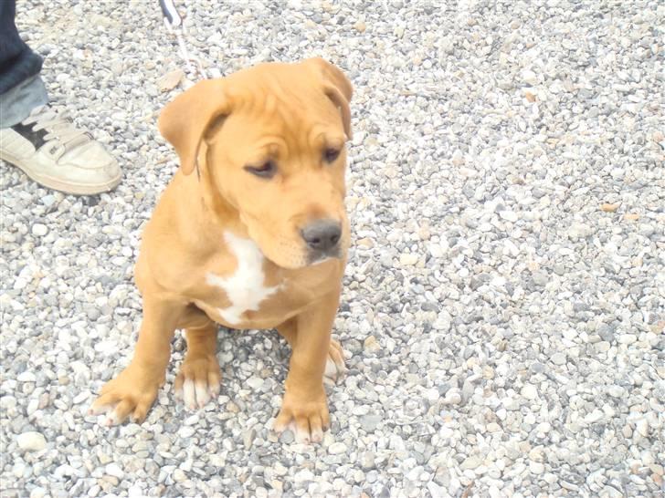 Blanding af racer R.I.P Soffi Pigen :( billede 6