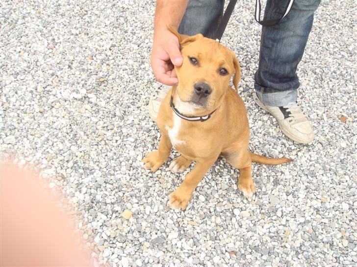 Blanding af racer R.I.P Soffi Pigen :( billede 7