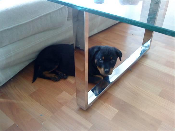 Rottweiler Tiko - Mor skal vi lege ? billede 3