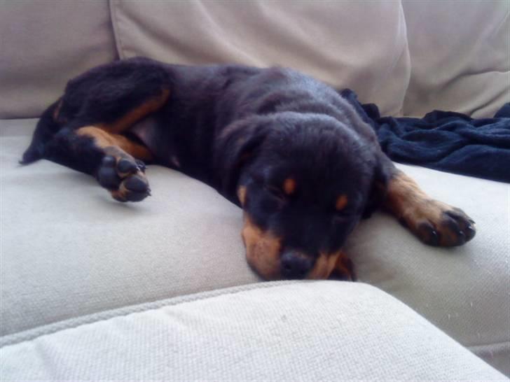 Rottweiler Tiko - Tager lige en slapper på sofaen .. :) billede 4