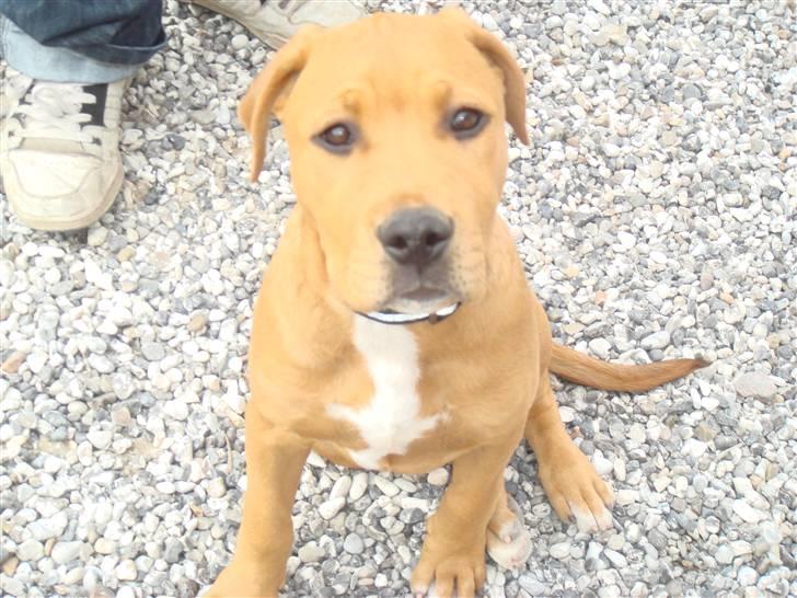 Blanding af racer R.I.P Soffi Pigen :( billede 8