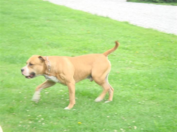 Blanding af racer R.I.P Soffi Pigen :( billede 9