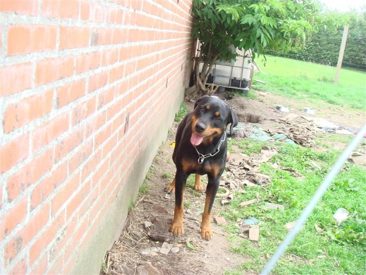 Blanding af racer R.I.P Soffi Pigen :( billede 10