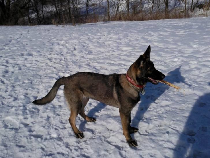 Schæferhund Tiwaz billede 20