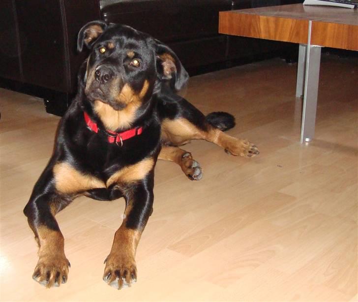 Rottweiler Pippi - Her er hun 8 mdr gammel billede 8