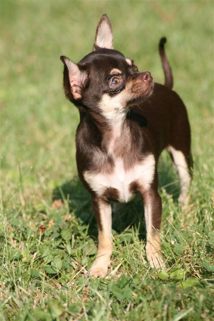 Chihuahua Gimmie From Sweetie DKK - 7 måneder billede 2