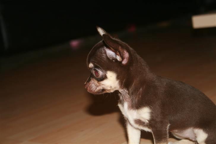 Chihuahua Gimmie From Sweetie DKK - 8 uger billede 3