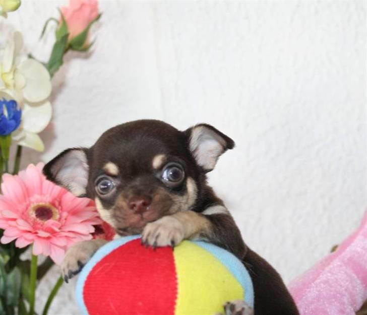 Chihuahua Gimmie From Sweetie DKK billede 4