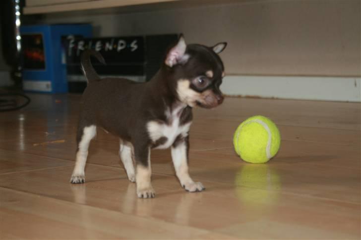 Chihuahua Gimmie From Sweetie DKK billede 5