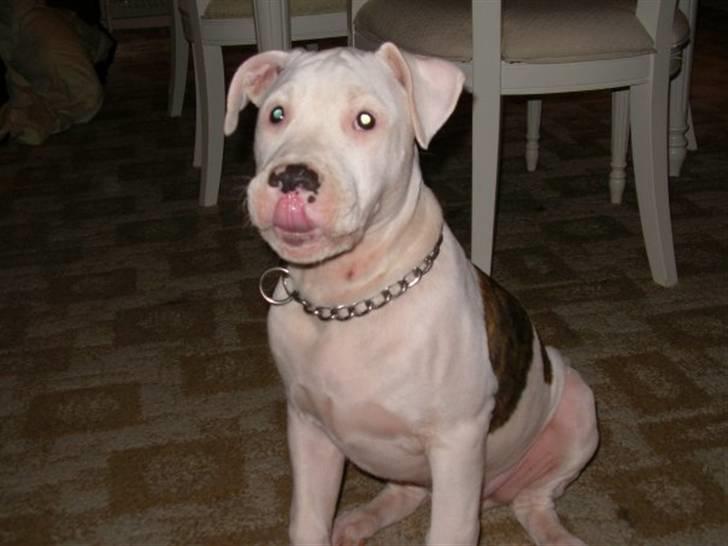 Amerikansk bulldog King 28/06/2009 - Mmmh en lille god bid, ja det er værd og slikke sig om munden. billede 1