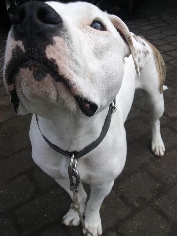 Amerikansk staffordshire terrier Cody - 9½ måned <3 billede 18