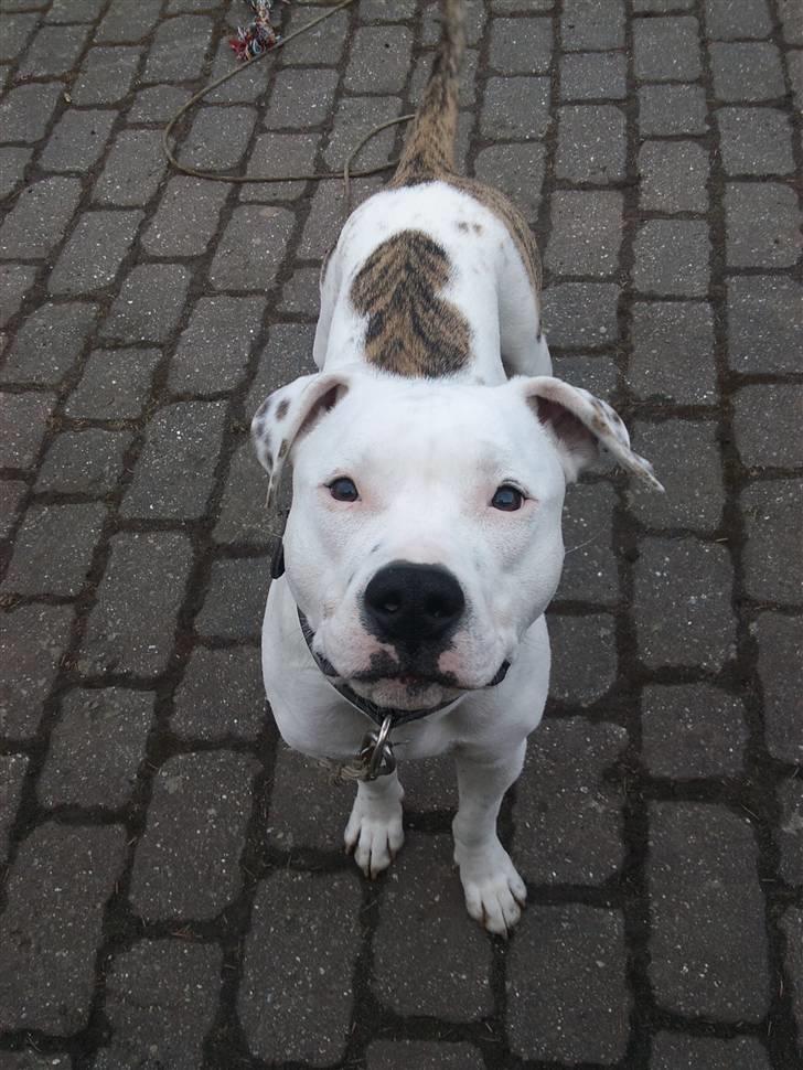 Amerikansk staffordshire terrier Cody - 9½ måned <3 billede 19