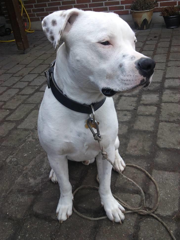 Amerikansk staffordshire terrier Cody - 9½ måned <3 billede 20