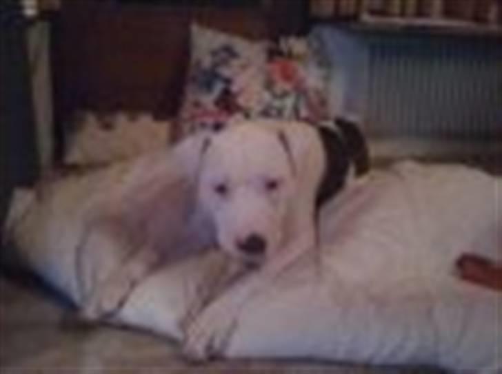 Amerikansk bulldog King 28/06/2009 - Det er min god bid, name nam billede 2