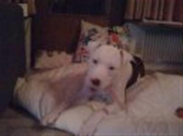 Amerikansk bulldog King 28/06/2009 - smaske smakse den er god. billede 3