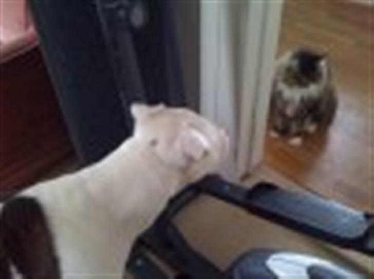 Amerikansk bulldog King 28/06/2009 - Hov hvad laver james på den side billede 4