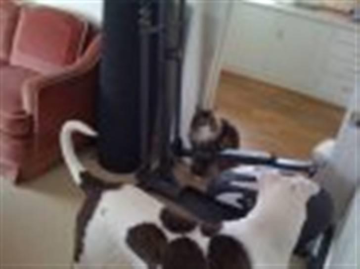 Amerikansk bulldog King 28/06/2009 - Kan jeg mon komme der inde billede 5