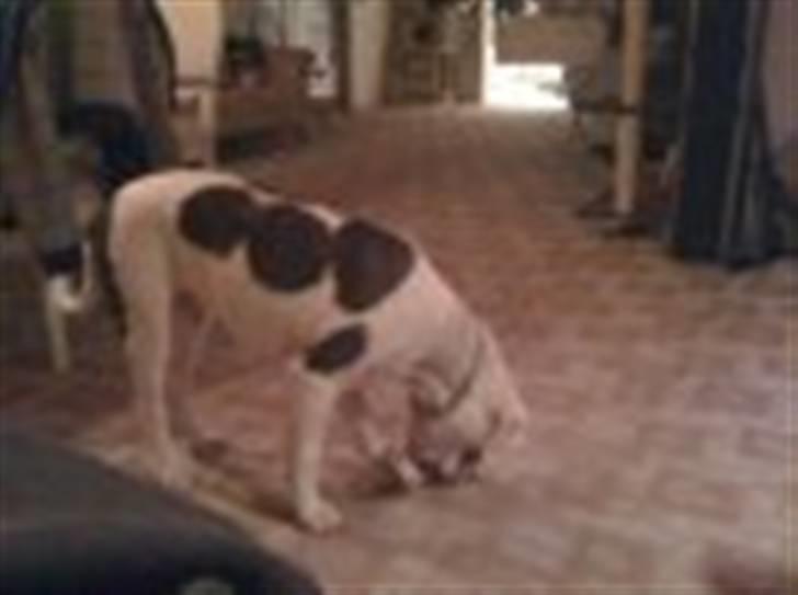 Amerikansk bulldog King 28/06/2009 - En sko, nam det hjælper til mine hvalpe tænder som klør og klør. billede 6