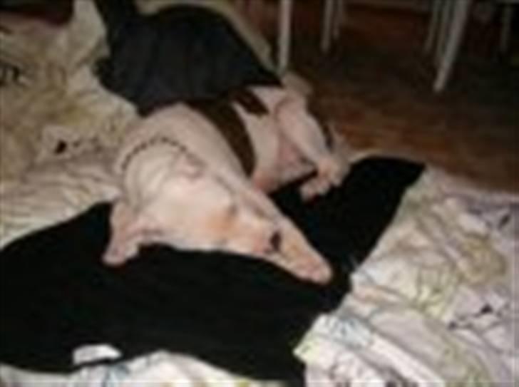 Amerikansk bulldog King 28/06/2009 - så skal der puttes billede 7