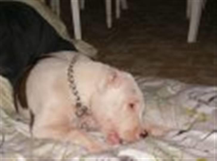 Amerikansk bulldog King 28/06/2009 billede 8